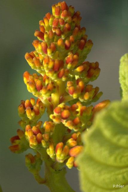 Plantes avec fleur(s) de couleur orange