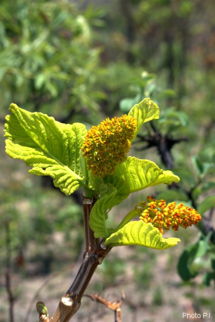Plantes avec fleur(s) de couleur orange