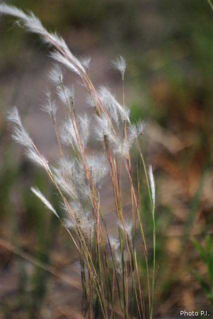 Herbacées et graminées