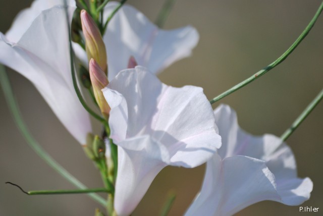 Plantes avec fleur(s) de couleur blanche