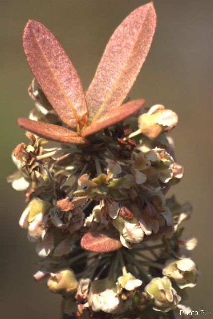 Plantes avec fleur(s) de couleur rose ou violette