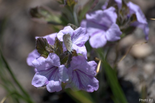 Plantes avec fleur(s) de couleur bleue