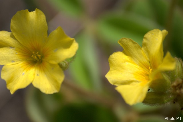 Plantes avec fleur(s) de couleur jaune ou dorée