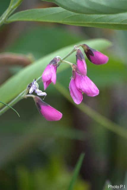 Plantes avec fleur(s) de couleur rose ou violette
