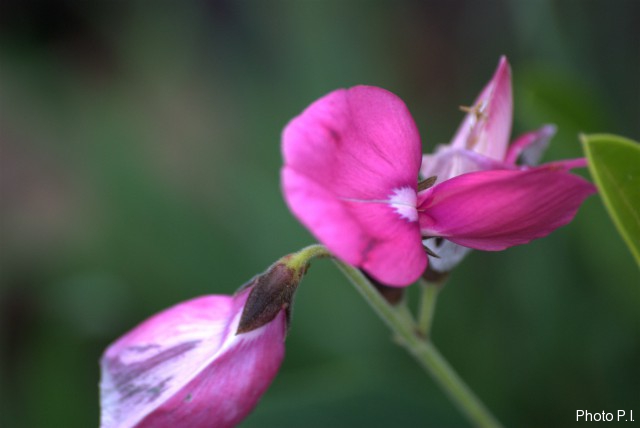 Plantes avec fleur(s) de couleur rose ou violette
