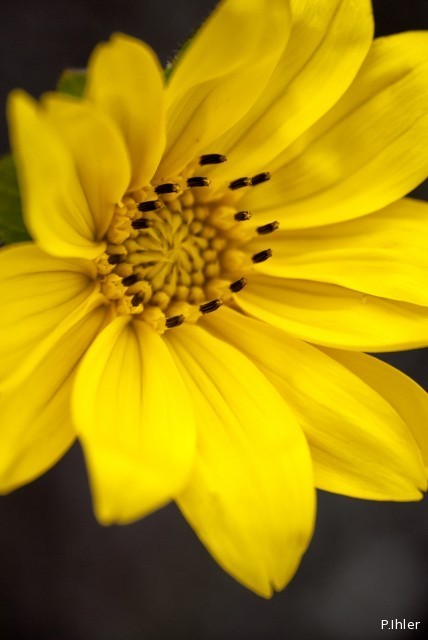 Plantes avec fleur(s) de couleur jaune ou dorée