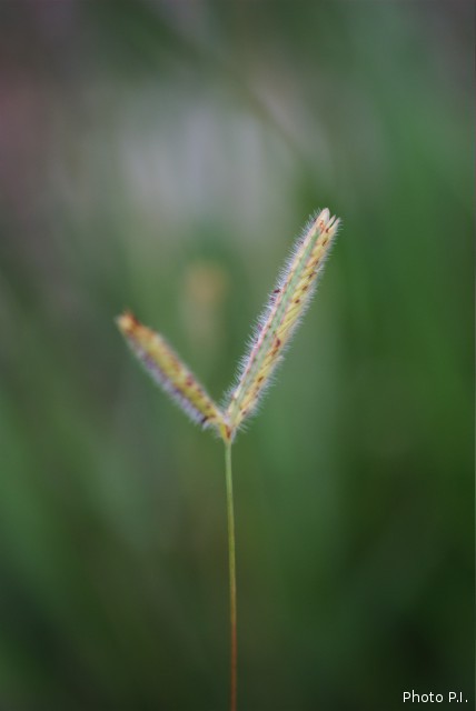 Herbacées et graminées