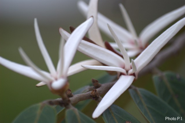 Plantes avec fleur(s) de couleur blanche
