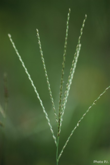 Herbacées et graminées