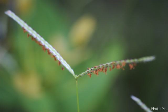 Herbacées et graminées