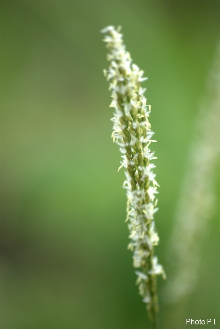 Herbacées et graminées