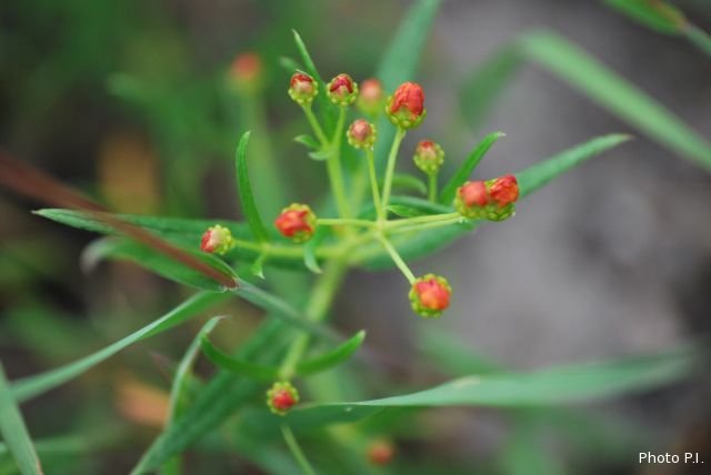 Plantes avec fleur(s) de couleur orange