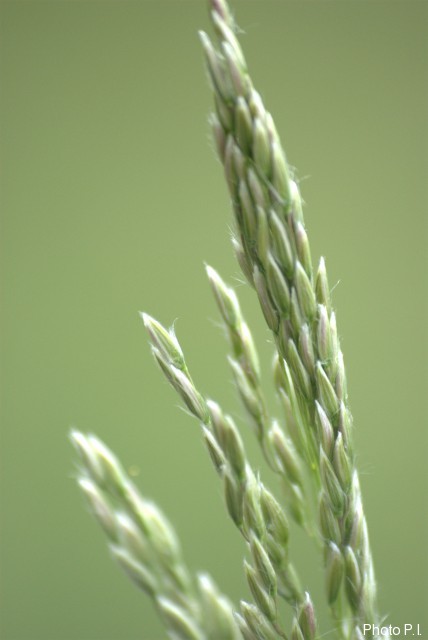 Herbacées et graminées