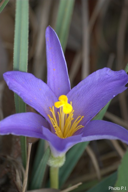 Plantes avec fleur(s) de couleur bleue