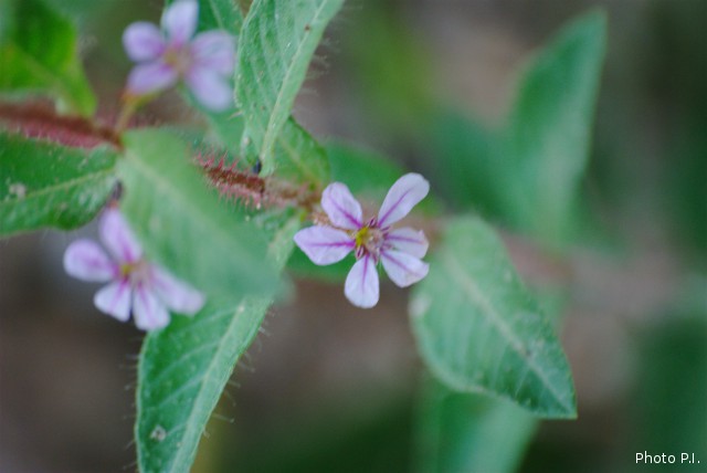 Plantes avec fleur(s) de couleur bleue