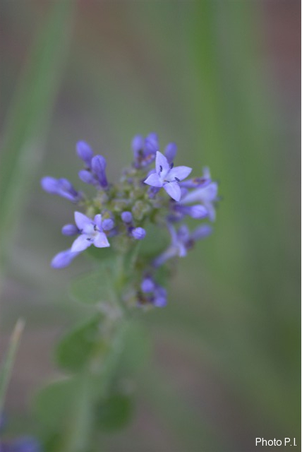 Plantes avec fleur(s) de couleur bleue