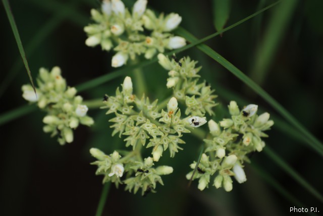 Plantes avec fleur(s) de couleur blanche