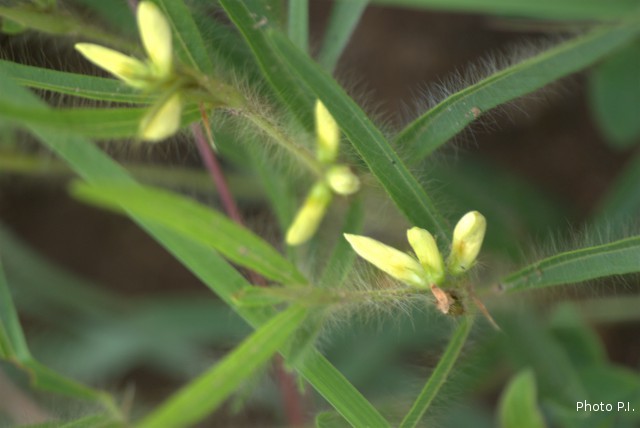 Plantes avec fleur(s) de couleur jaune ou dorée