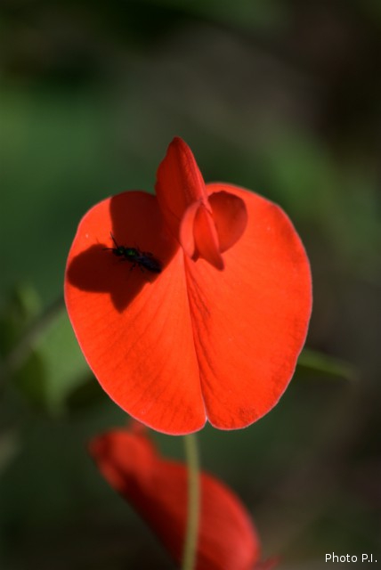 Plantes avec fleur(s) de couleur rouge