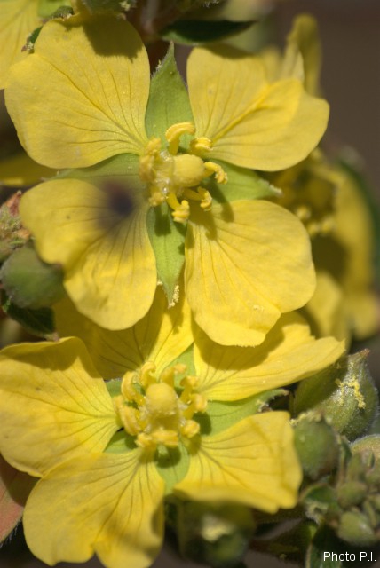 Plantes avec fleur(s) de couleur jaune ou dorée