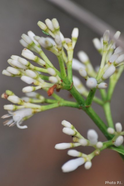 Plantes avec fleur(s) de couleur blanche
