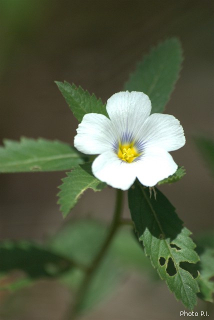 Plantes avec fleur(s) de couleur blanche