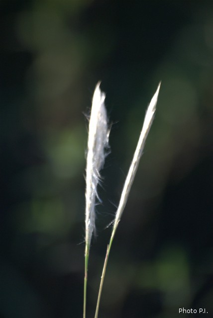 Herbacées et graminées