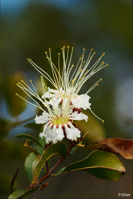 Plantes avec fleur(s) de couleur blanche