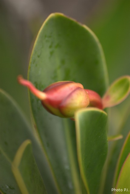 Plantes particulières