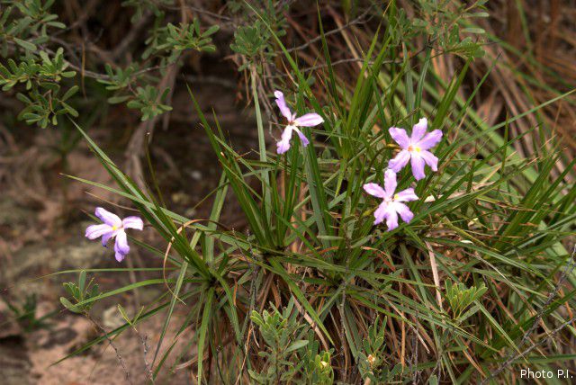Plantes avec fleur(s) de couleur rose ou violette