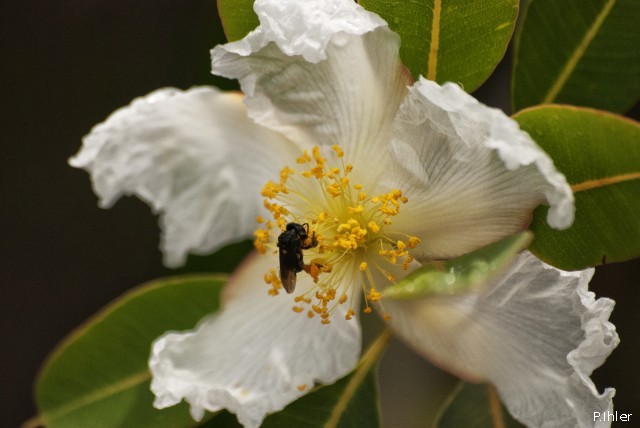 Plantes avec fleur(s) de couleur blanche