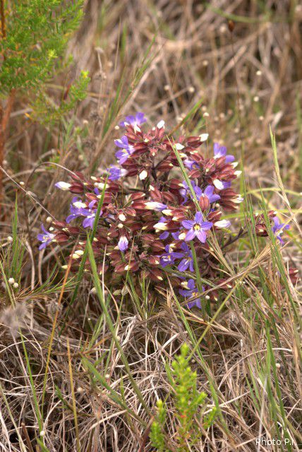 Plantes avec fleur(s) de couleur bleue