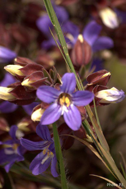 Plantes avec fleur(s) de couleur bleue