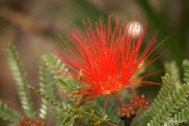 Plantes avec fleur(s) de couleur rouge