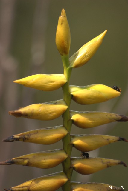 Plantes broméliacées