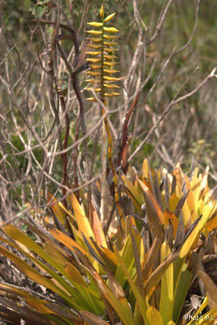 Plantes broméliacées