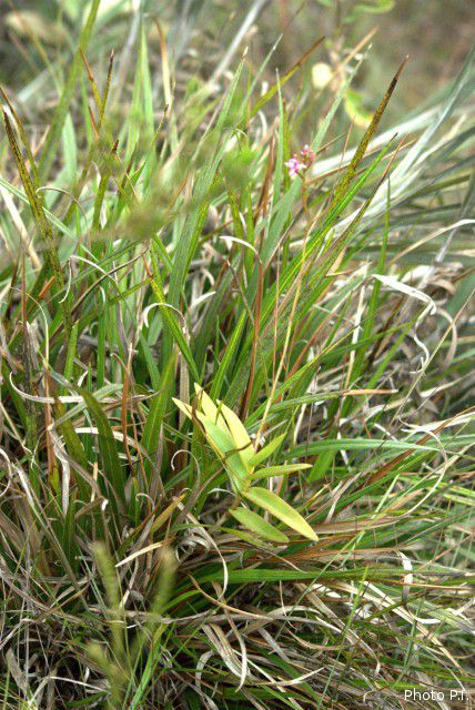 Plantes orchidacées