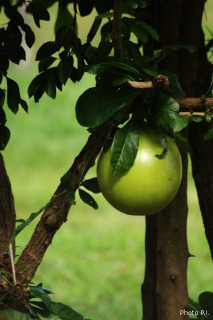Fruits et semences