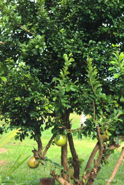 Fruits et semences