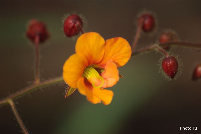 Plantes avec fleur(s) de couleur orange
