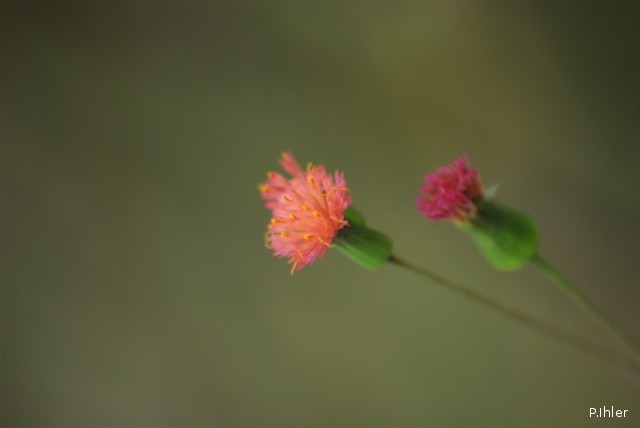 Plantes avec fleur(s) de couleur rouge