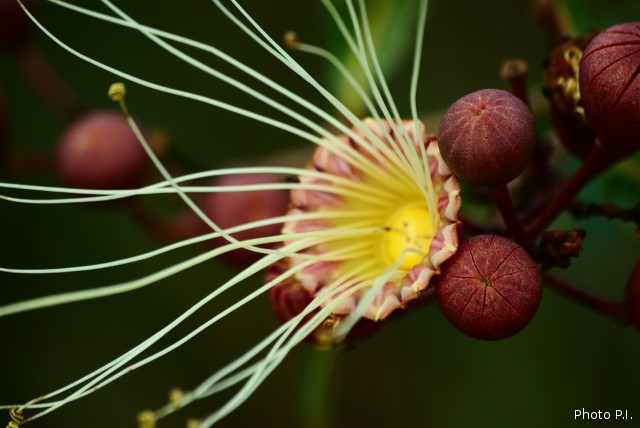 Plantes avec fleur(s) de couleur blanche