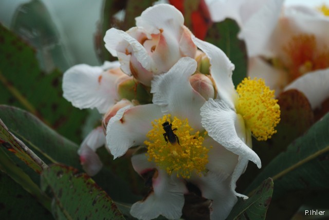 Plantes avec fleur(s) de couleur blanche