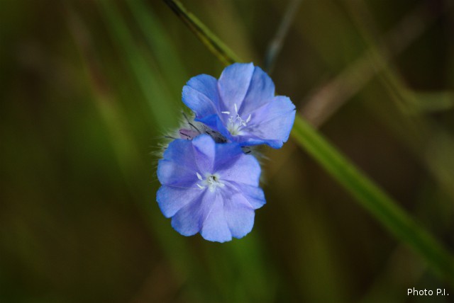 Plantes avec fleur(s) de couleur bleue