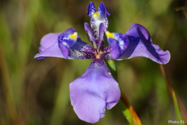 Plantes avec fleur(s) de couleur bleue