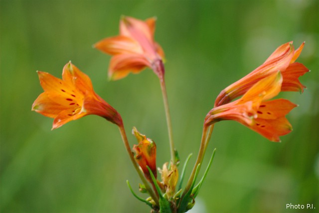 Plantes avec fleur(s) de couleur orange