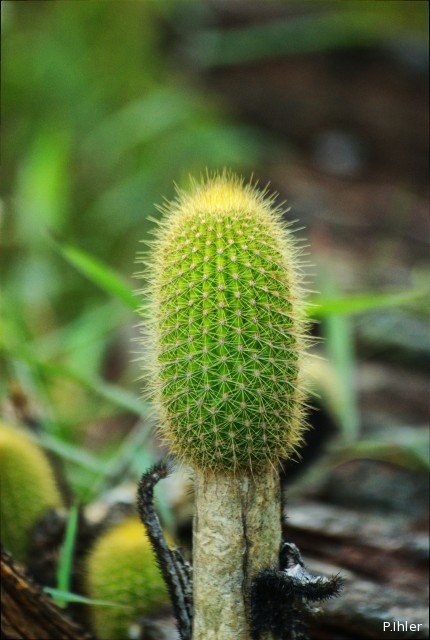 Les cactacées et autres plantes épineuses