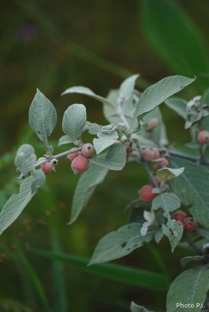 Fruits et semences