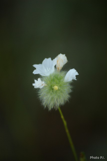 Plantes avec fleur(s) de couleur blanche