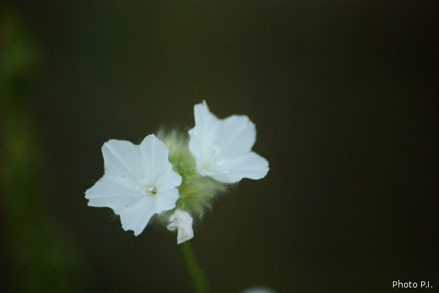 Plantes avec fleur(s) de couleur blanche